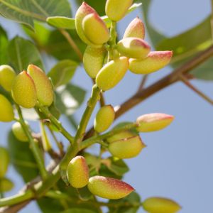 Drzewo pistacjowe